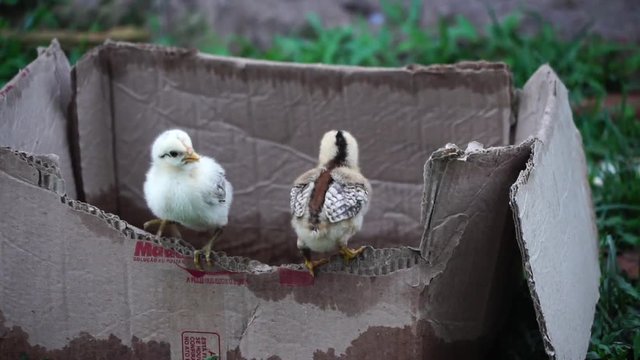 Chicks rising in the box