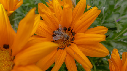Eine Biene im Inneren einer orangefarbenen Blume