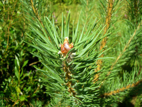 Close-up view on branch of the pine
