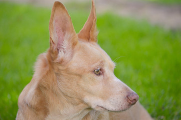 Podenco andaluz dog

