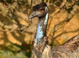 Struś emu (Ostrich)