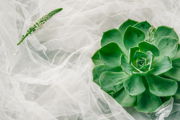 Green big succulent , cactus decoration composition on white tulle background. Top view