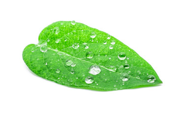 Fototapeta na wymiar green leaf with drops of water.