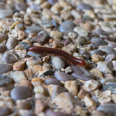 The centipede follows the stones