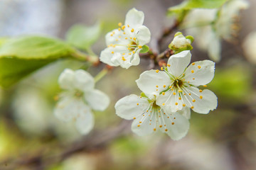 White cherry flower