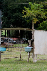 Obraz na płótnie Canvas Fazenda de gado leiteiro