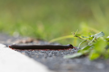 Centipede side view in focus