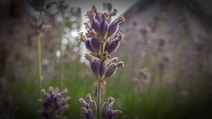 Eine lila Pflanze,umgeben von einer Vignette 