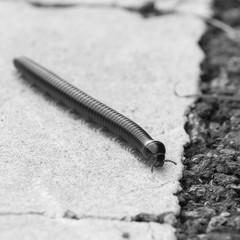 Centipede crawling diagonally - black and white