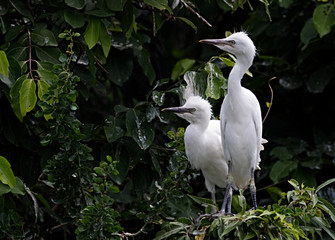 White snowy baby egret sitting on a tree branch and waiting for food