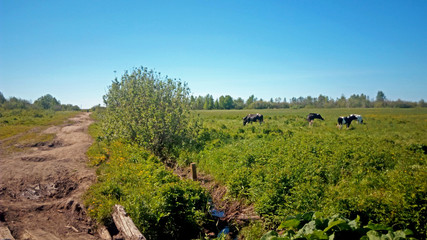 Fototapeta na wymiar Village, field with cows an old road in the left, sunny day, blue sky