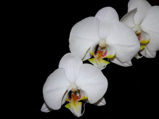 White orchid flowers on a black background. Close-up of orchid flowers