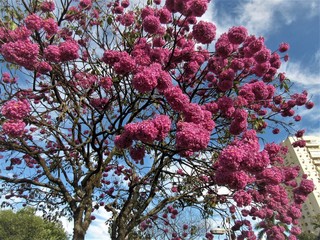 O céu atrás do ipê.