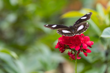 Black butterfly with white spots on the pink flower in the garden