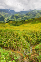 Fototapeta na wymiar Beautiful landscape rice fields on terraced of Mu Cang Chai