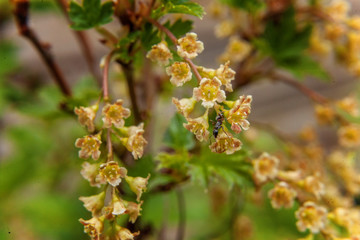Ant on a red currant. flower