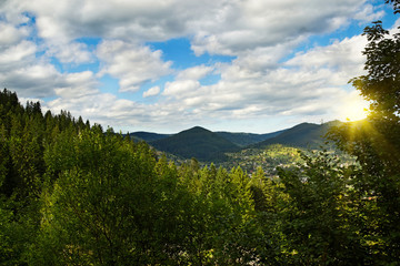 Green leafy forest and mountains of Karpaty, Ukraine