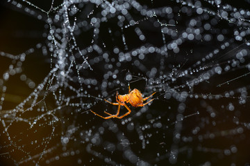 Spider on cobweb after rain