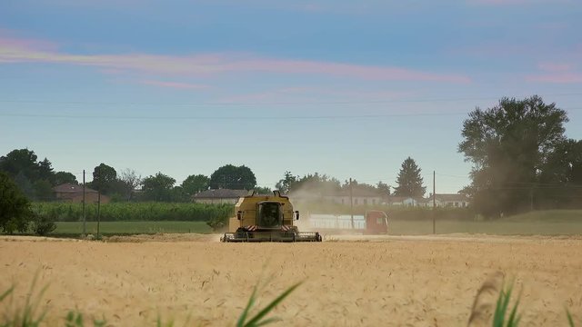 harvester machine harvesting ripe wheat field in Italian countryside at sunset