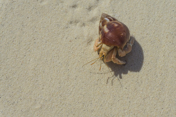 Hermit crab crawling along a tropical sandy beach