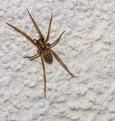 Robbery spider on the white house wall.