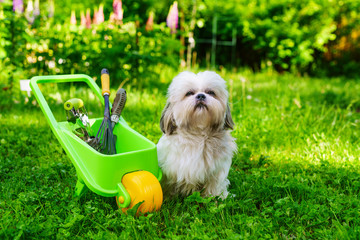 Shih tzu dog