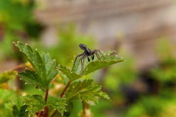 Spider on leaf