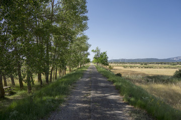 Green way black eyes in its passage by Barracas in Castellon