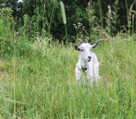 Goat white horned, grazed on a meadow in the grass