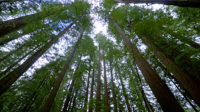Giant red cedar trees in the Avenue of the Giants - Redwood National Park