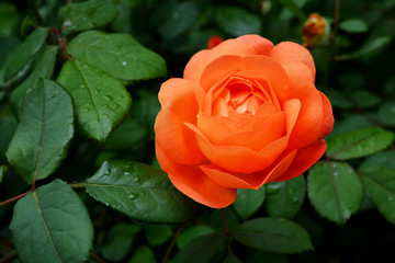 Flower of orange rose in the summer garden.