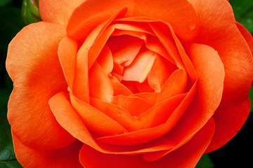 Flower of orange rose in the summer garden.