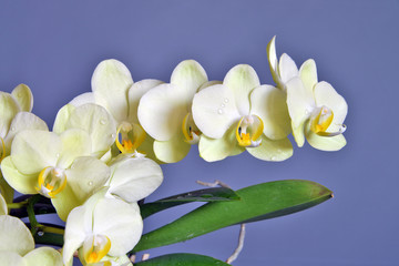 pianta di orchidea in vaso  pianta di orchieda bianca dentro un vaso colorato, close-up su sfondo colorato, parte di una serie
