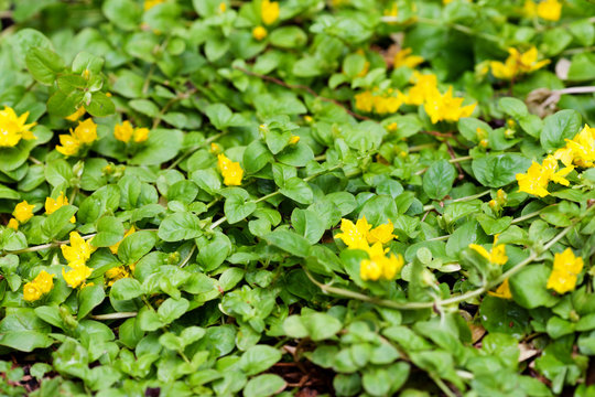 Moneywort, Lysimachia nummularia, Goldilocks plants in the garden