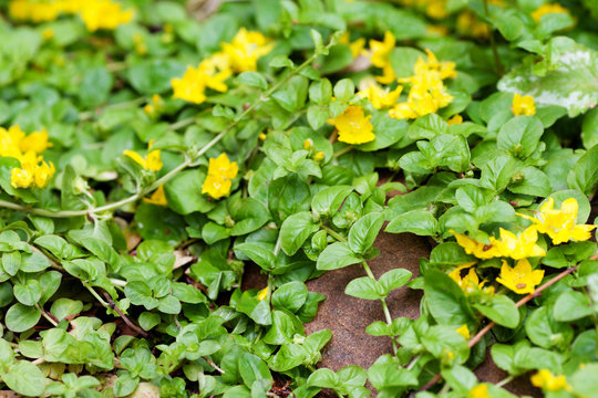 Moneywort, Lysimachia nummularia, Goldilocks plants and yellow flowers lie on sundstone.