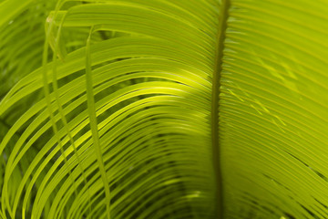 Tropical green leaf plant background