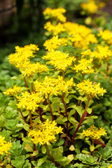 Sedum acre plant (stonecrop or wall-pepper) in full bloom with yellow flowers on garden ground. Selective focus. Vertical view.