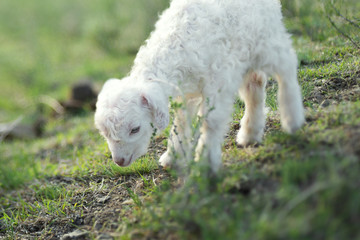 lamb walking on grass