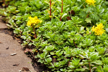 Sedum acre plant (stonecrop or wall-pepper) in bloom with yellow flowers on garden ground near sandstone road. Selective focus.