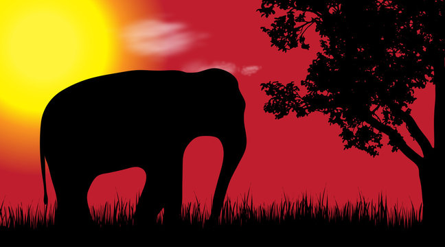 Vector silhouette of elephant in nature at sunset.
