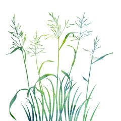 watercolor wild cereal plants