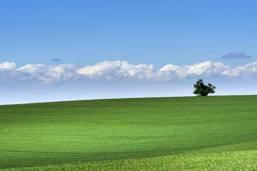 Wavy green field with cloudy blue sky