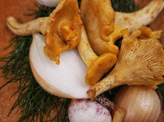 The first harvest of mushrooms in the Carpathians, chanterelles