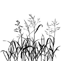 vector wild cereal plants