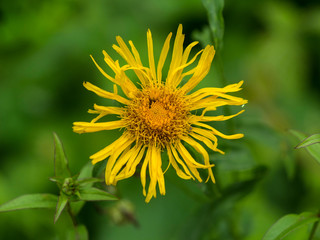 Arnika in Vorarlberg