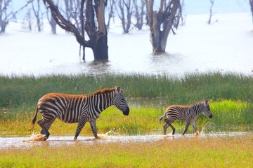 Plakat Zebrafamilie
