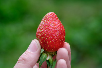 Large ripe red berry strawberry in the palm of your hand