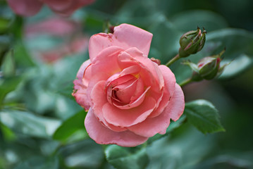 Beautiful pink rose with a colorful background