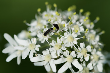 K&uuml;mmelbl&auml;ttrige Silge (Doldenbl&uuml;tler) und Samenstand