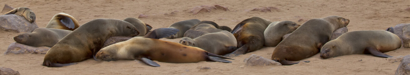 Obraz premium Cape Fur Seals, Cape Cross, Skeleton Coast, Namibia